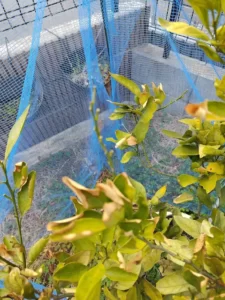 前回のみかんの木