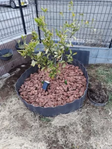 今回のみかんの木