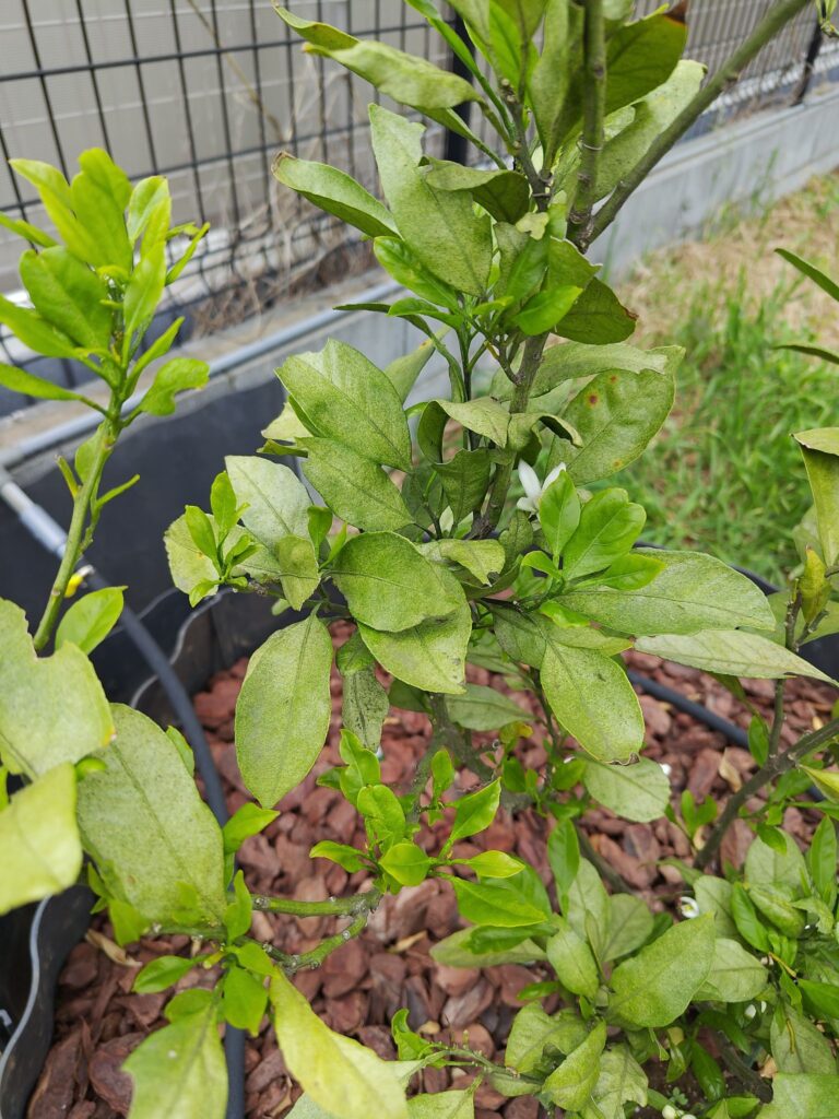 開花したみかんの花