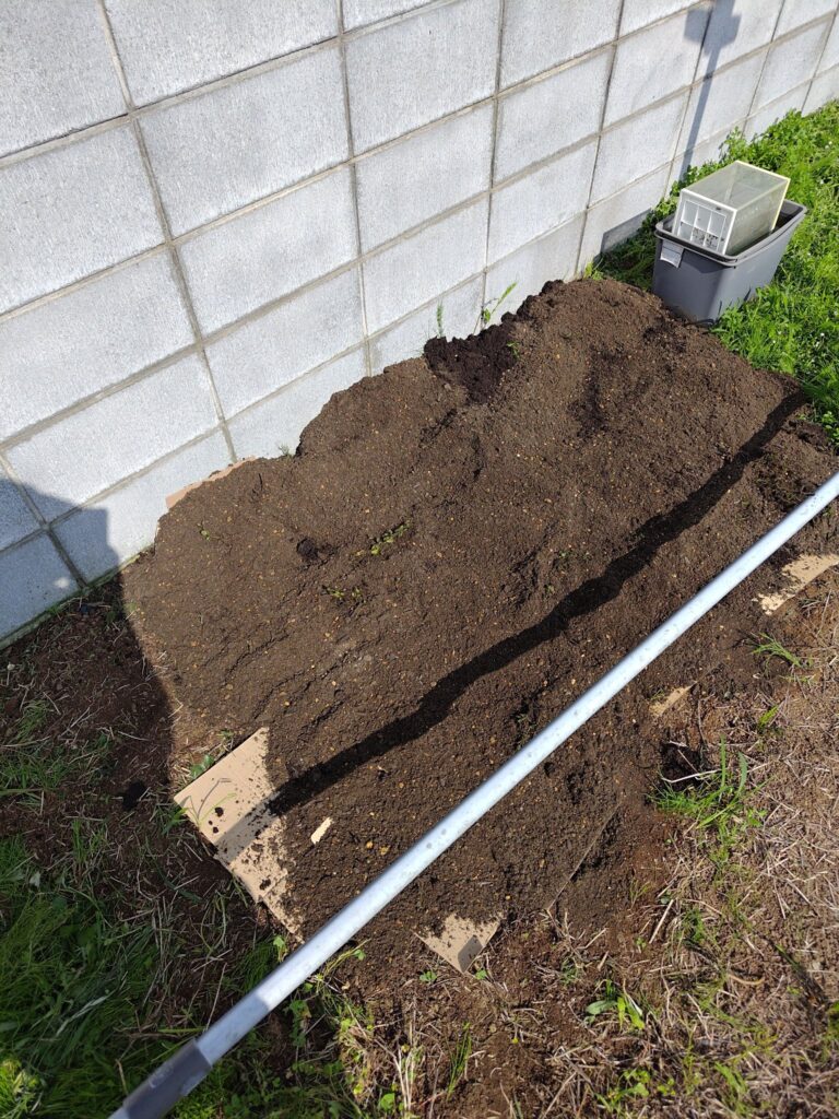 段ボールマルチの上にクラピアを植え付ける